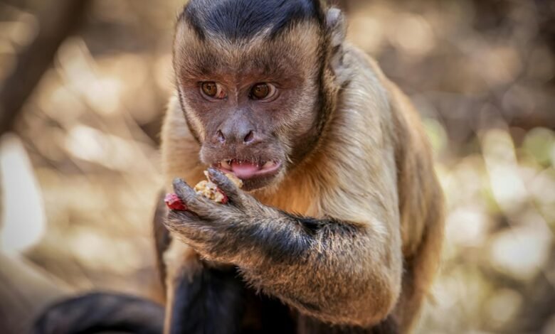 caller behavior analysis mapping