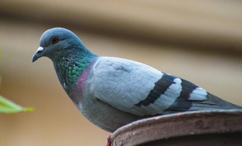 royal stag whisky cost punjab