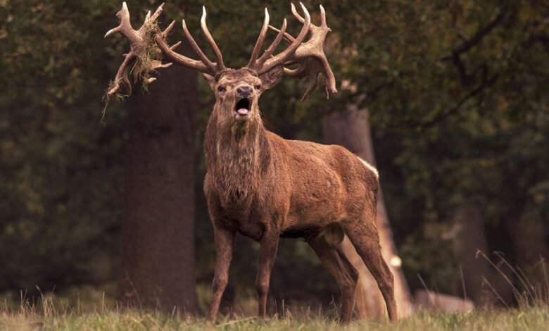 royal stag whisky pricing